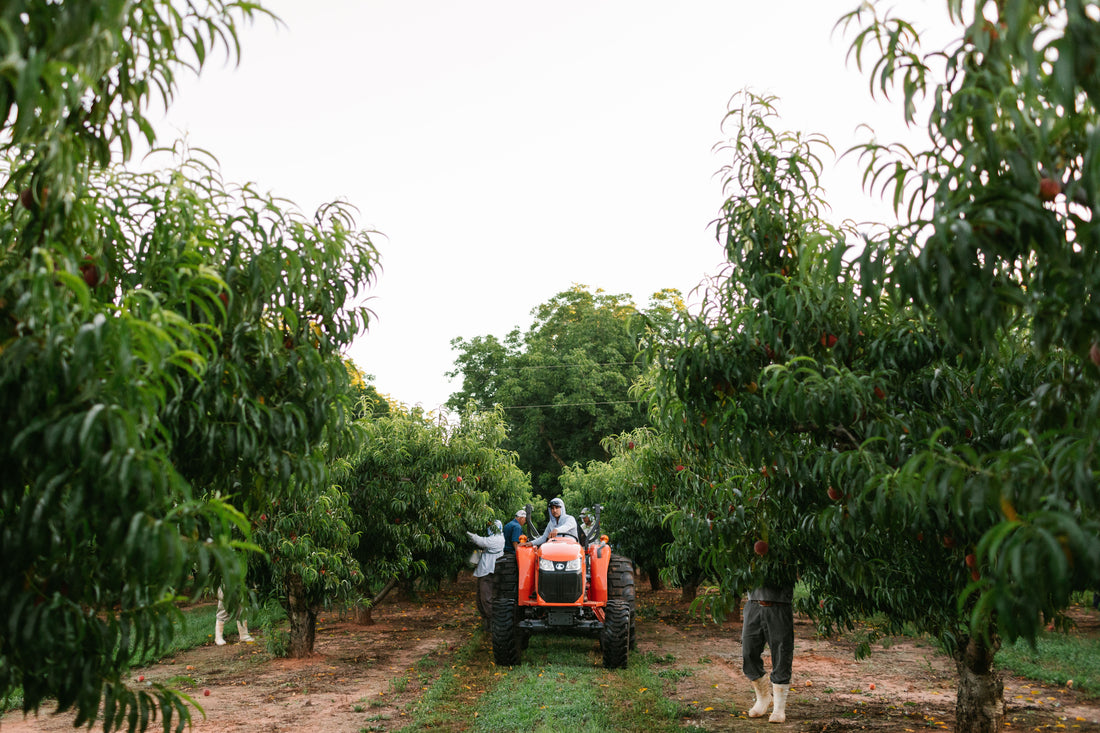 The Perfect Time to Pick a Peach
