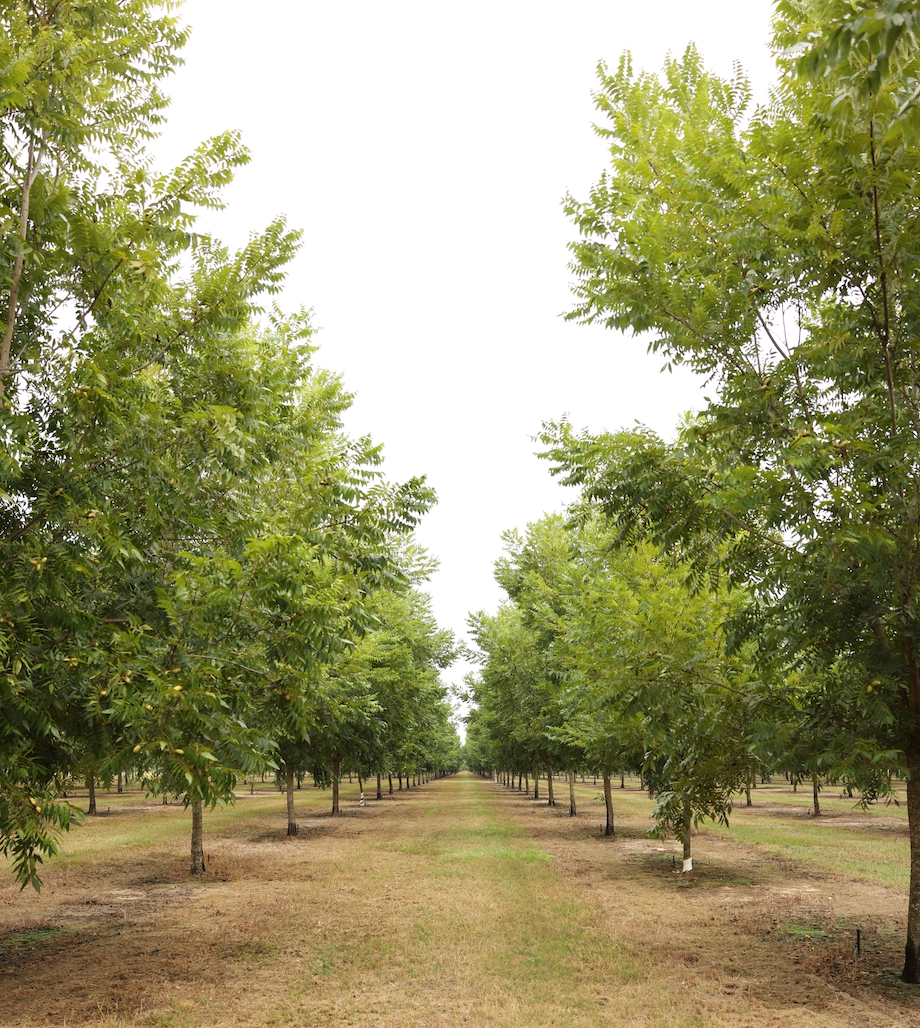 Georgia Pecans: From Tree to Table
